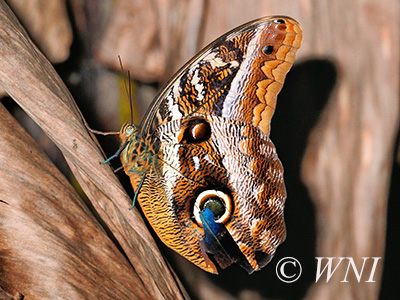 Caligo idomeneus (Idomeneus Owl-Butterfly)